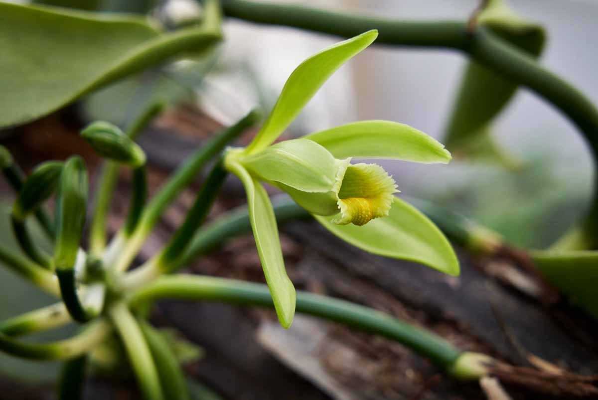 Fleur de vanille 3-1